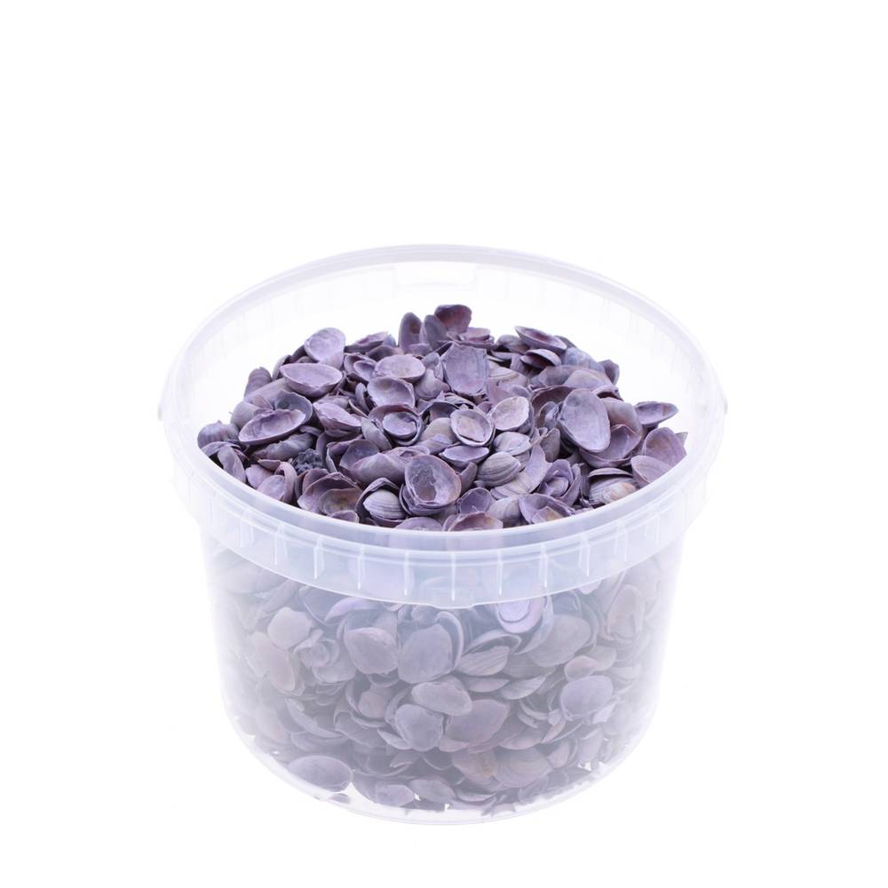 Muscheln Nordsee lila 3L