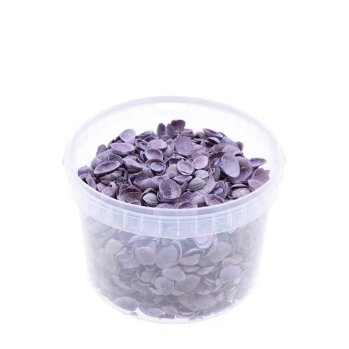 Muscheln Nordsee lila 3L