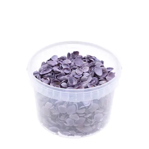 Muscheln Nordsee lila 3L