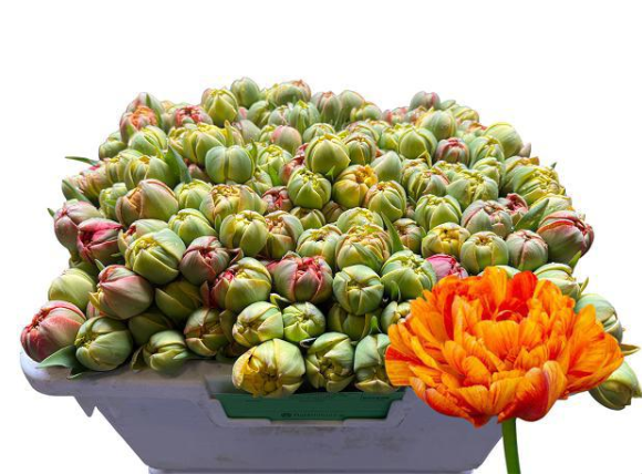 Tulpe Freiland gelb/rot doppel Sun Lover 22 Gramm