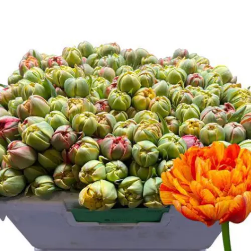 Tulpe Freiland gelb/rot doppel Sun Lover 22 Gramm