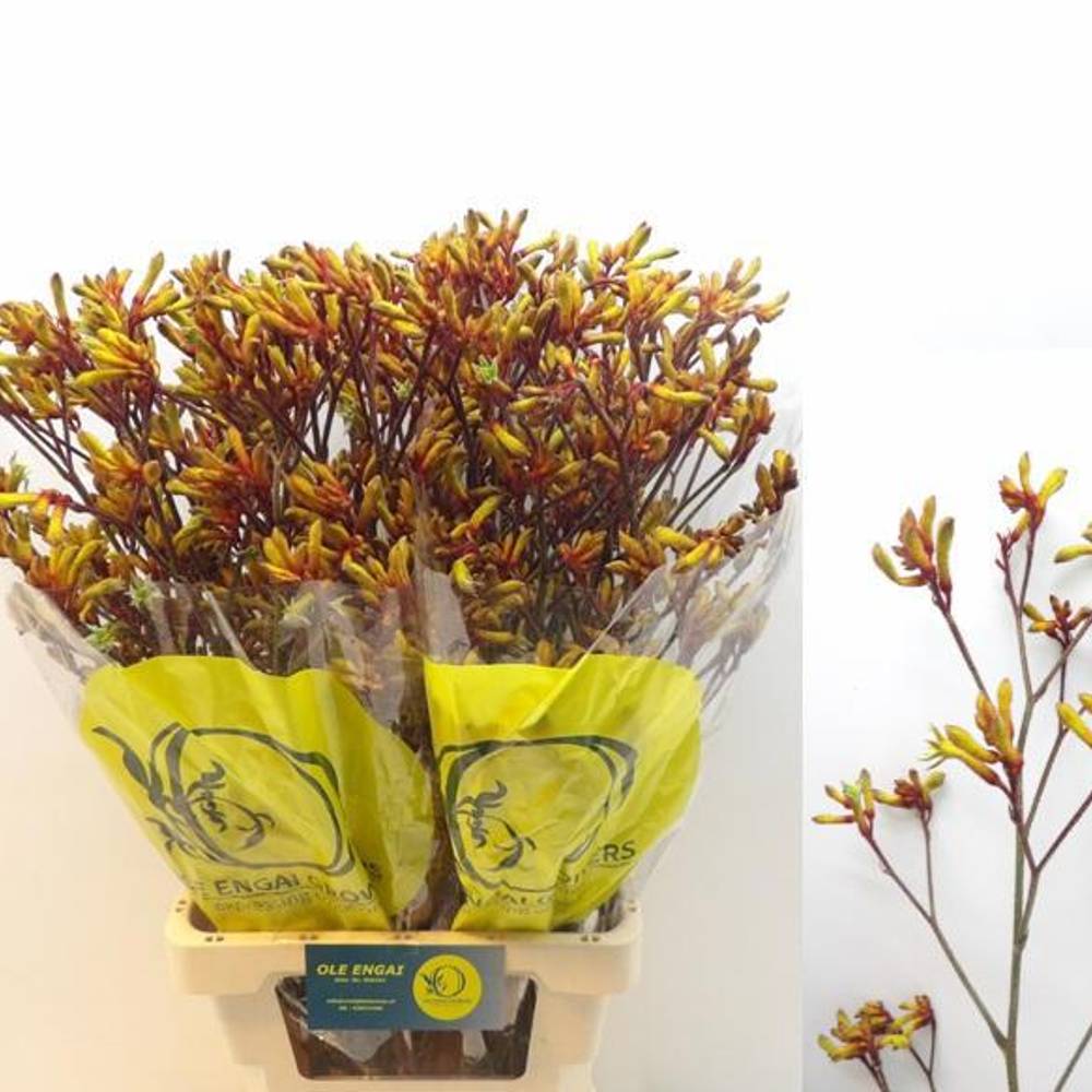 Kangeroo orange Orange Velvet 80cm