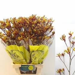 Kangeroo orange Orange Velvet 80cm