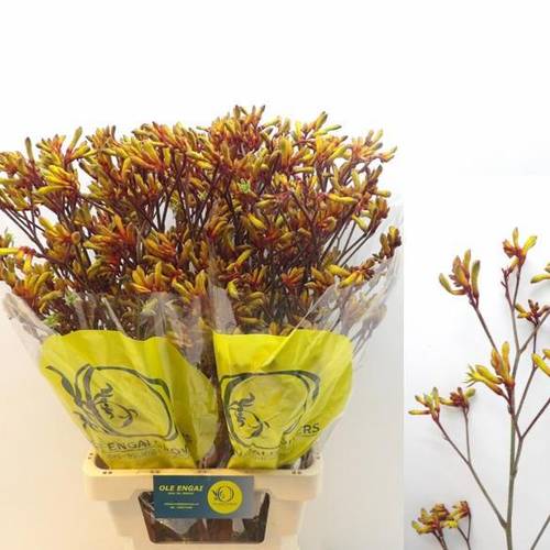 Kangeroo orange Orange Velvet 80cm