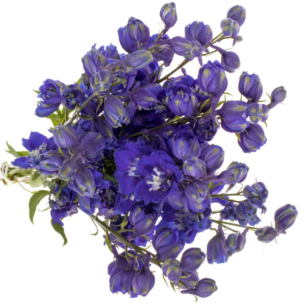 Delphinium blau Dunkel Emerald 70cm