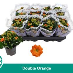 Kalanchoe Gef. dunkel orange T09 H019