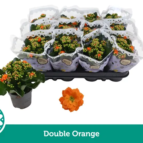 Kalanchoe Gef. dunkel orange T09 H019