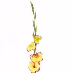 Colvillis gelb/rot Las Vegas 65cm