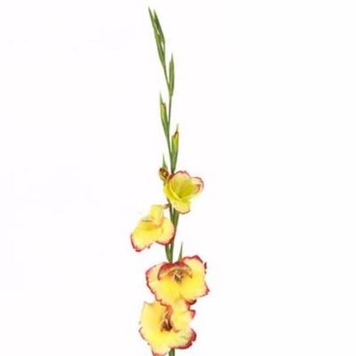 Colvillis gelb/rot Las Vegas 65cm