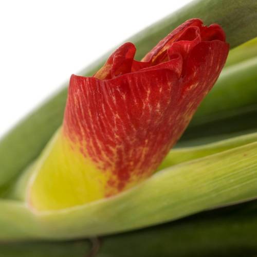 Colvillis gelb/rot Las Vegas 65cm