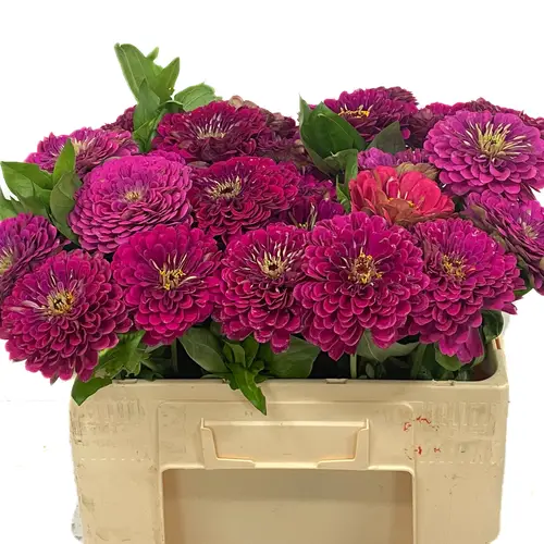 Zinnia fuchsia Giant Wine 50cm