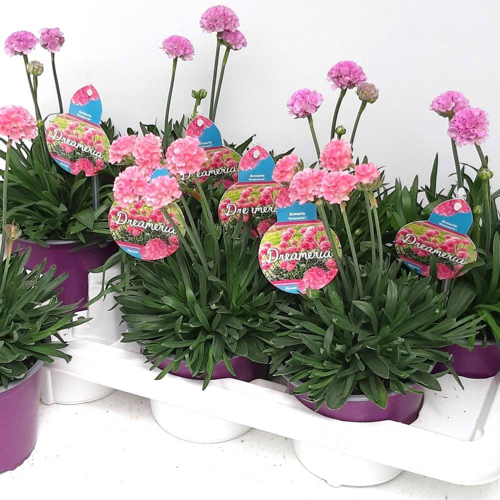 Armeria Dreameria T14 H035