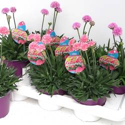 Armeria Dreameria T14 H035