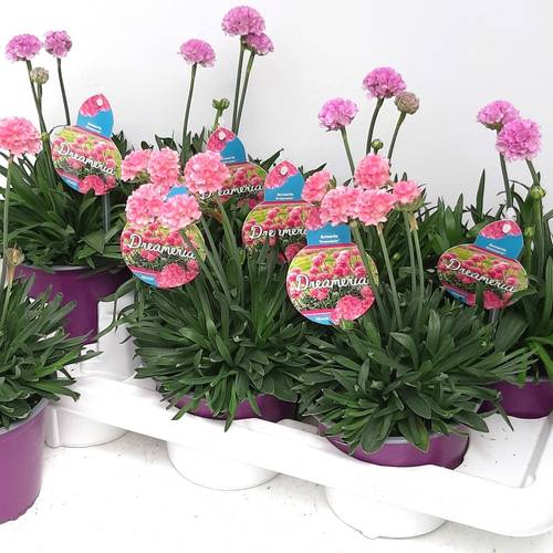 Armeria Dreameria T14 H035