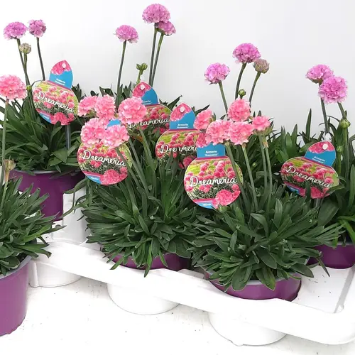 Armeria Dreameria T14 H035