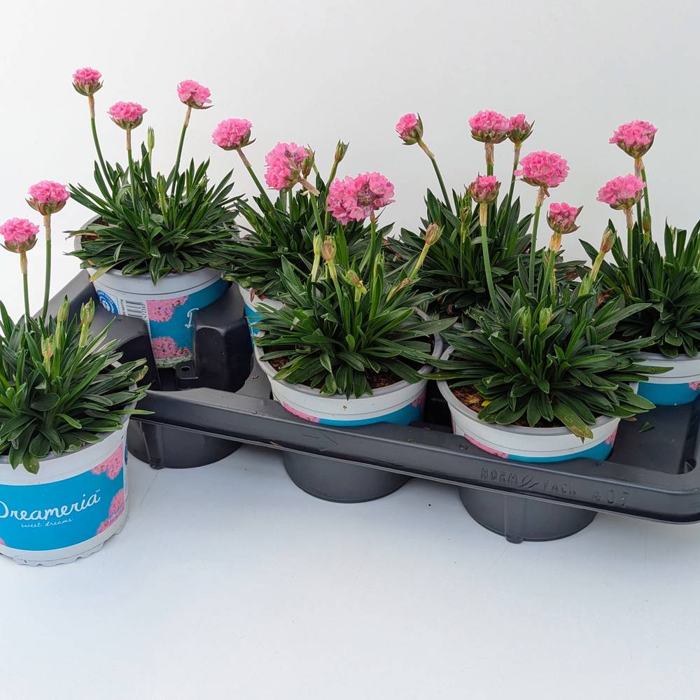 Armeria Dreameria T14 H035