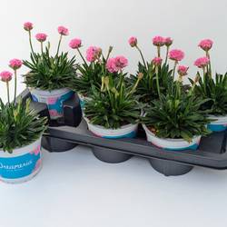 Armeria Dreameria T14 H035