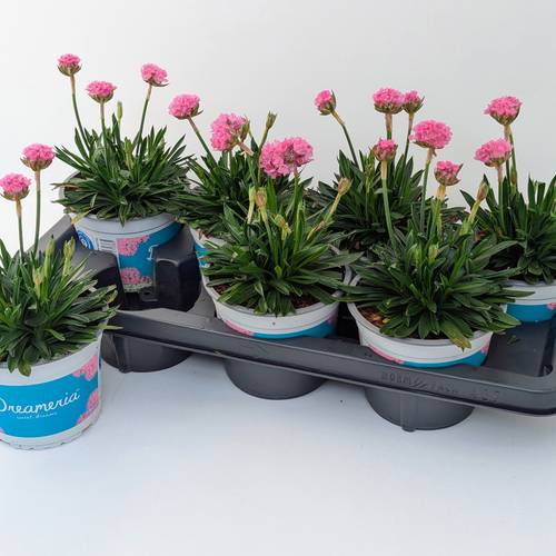 Armeria Dreameria T14 H035