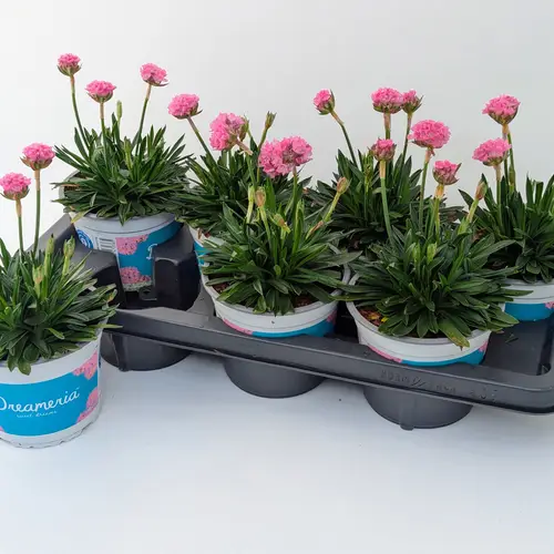 Armeria Dreameria T14 H035