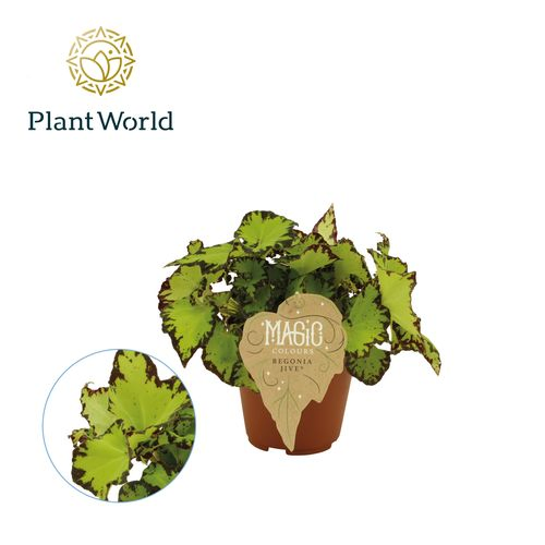 Begonia Rex Jive T12 H25