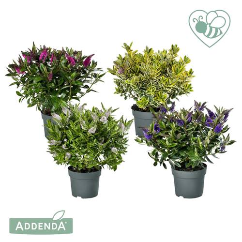 Hebe mix Adenda T15 H030