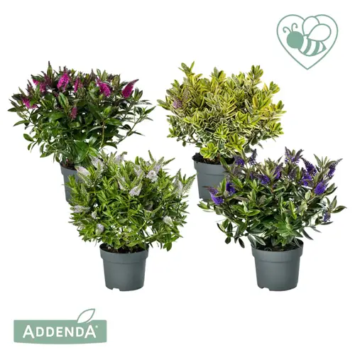 Hebe mix Adenda T15 H030