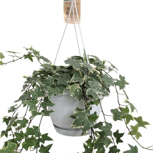 Efeu Ampeltopf weiss bunt T17