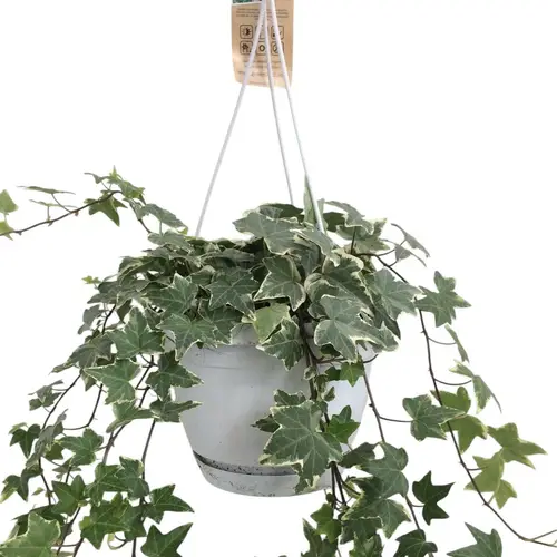 Efeu Ampeltopf weiss bunt T17