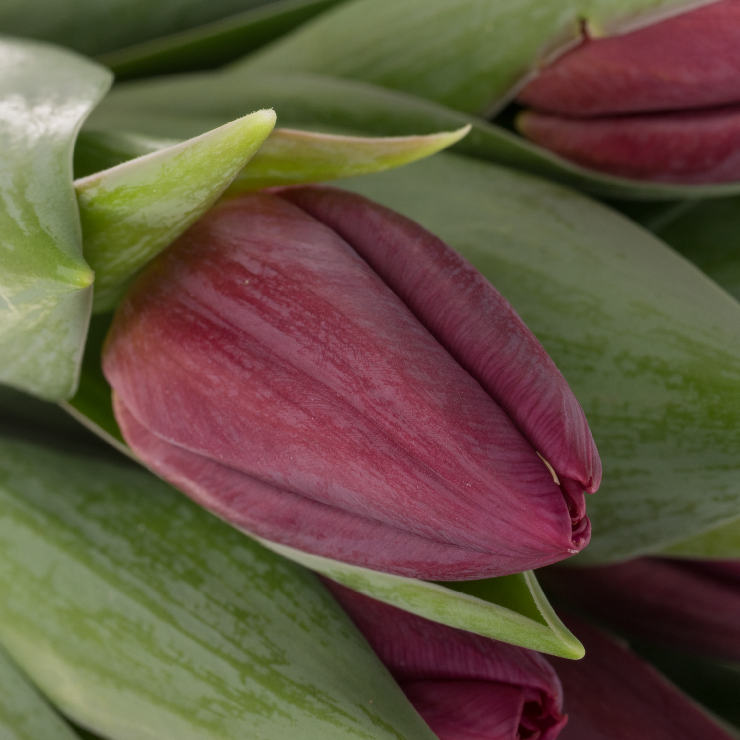 Tulpe lila Duet 44 Gramm