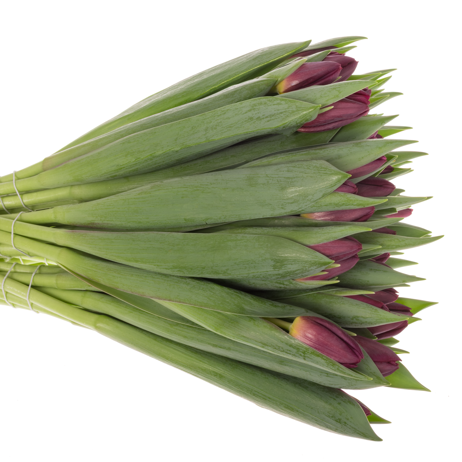 Tulpe lila Duet 44 Gramm