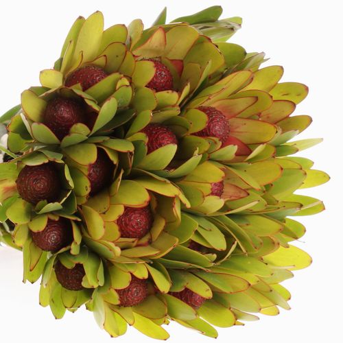 Leucadendron Kugel 40cm