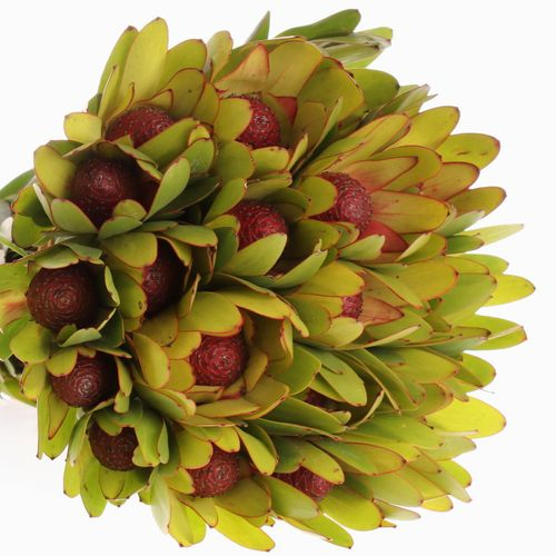 Leucadendron Kugel 40cm