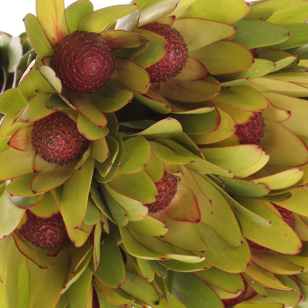 Leucadendron Kugel 40cm