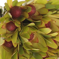 Leucadendron Kugel 40cm