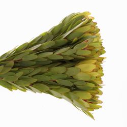 Leucadendron Kugel 40cm