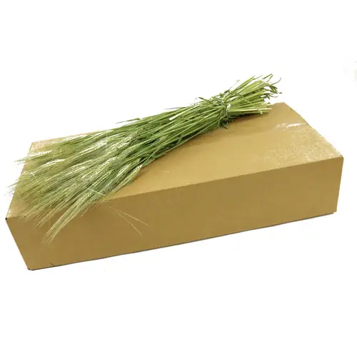 Trocken Gerste Naturel grün in Karton