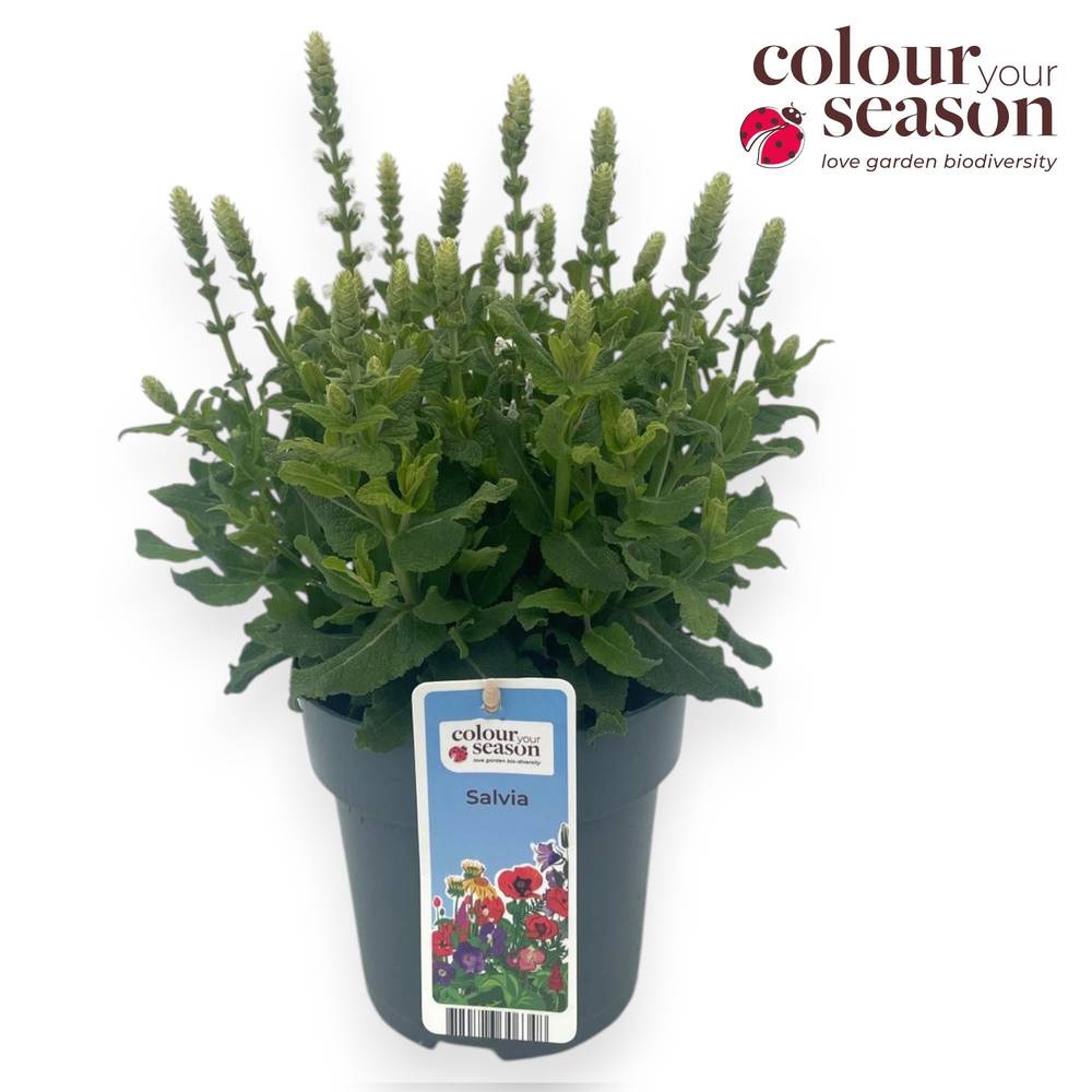 Salvia weiss Sensation Compact T15 H030