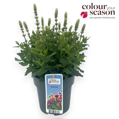 Salvia weiss Sensation Compact T15 H030