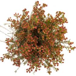 Wachsflower rot bear Blondie 45 Gramm 80cm