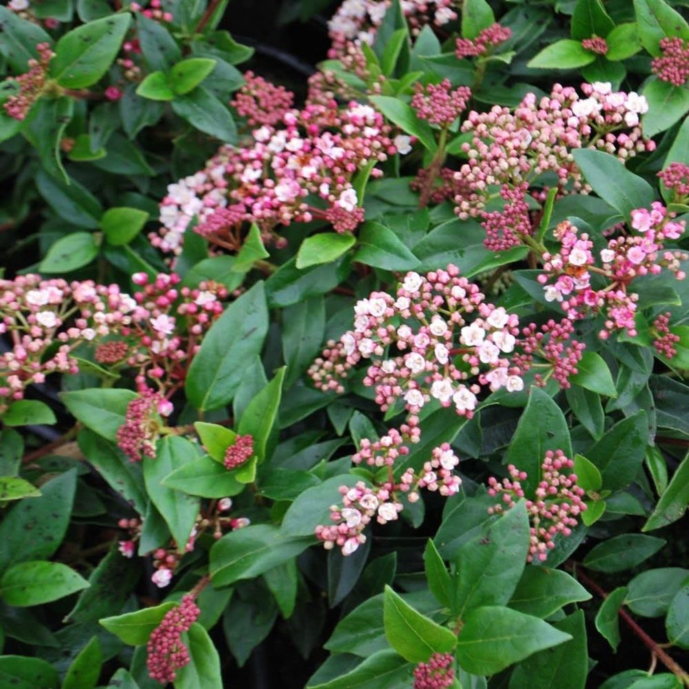 Viburnum Price T17 H35