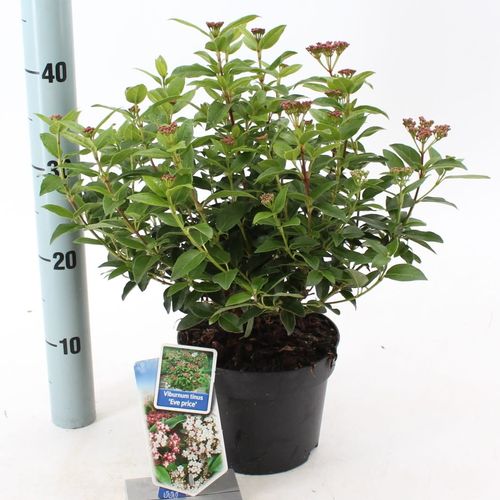 Viburnum Price T17 H35