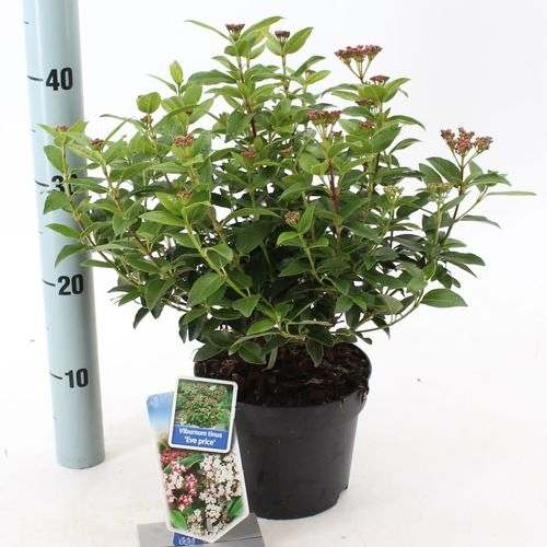 Viburnum Price T17 H35