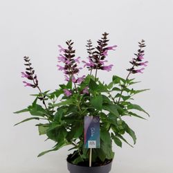 Salvia Salgoon T17 H50 Lake Garda