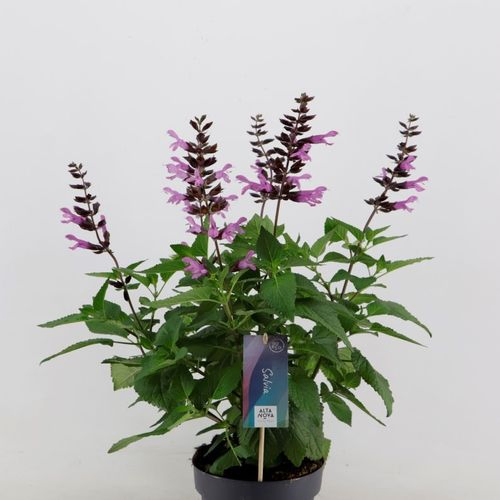 Salvia Salgoon T17 H50 Lake Garda