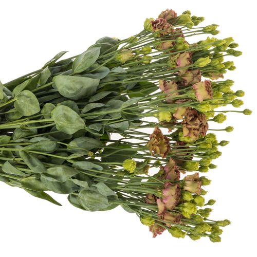 Lisianthus braun Terracotta Rosanne 5+B.70cm