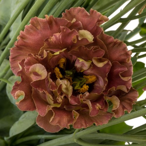 Lisianthus braun Terracotta Rosanne 5+B.70cm