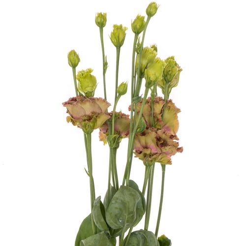 Lisianthus braun Terracotta Rosanne 5+B.70cm