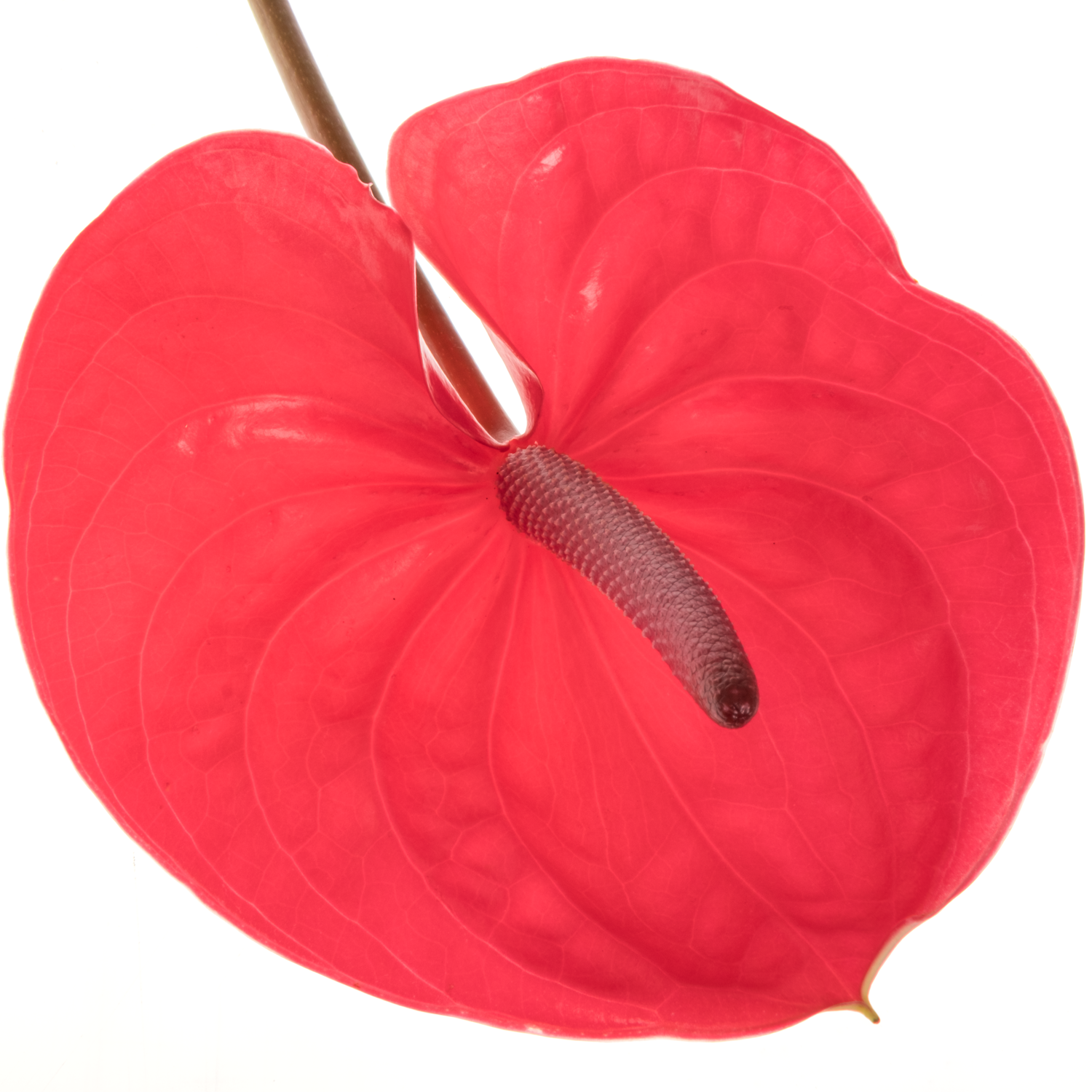 Anthurium fuchsia Enjoy Blüte 15cm