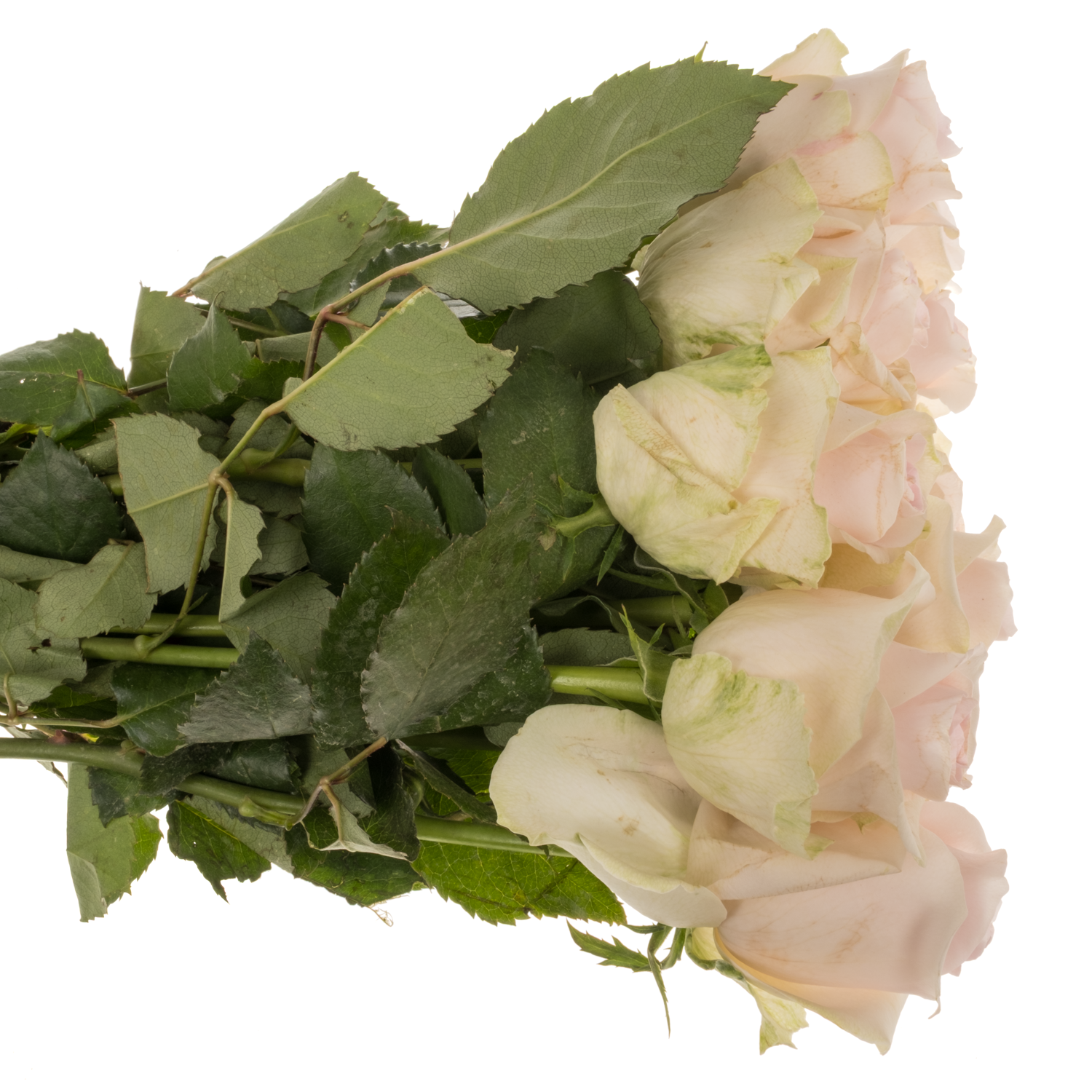 Rose creme/hell rosa Revival Sweet 40cm