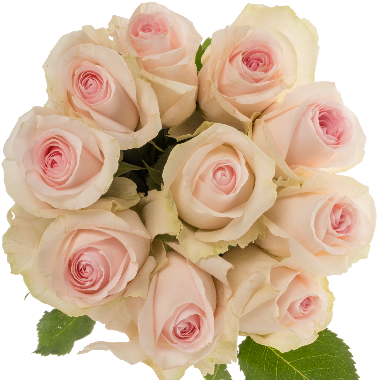 Rose creme/hell rosa Revival Sweet 40cm